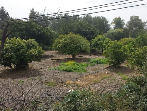 ורד הגליל- חוות סוסים